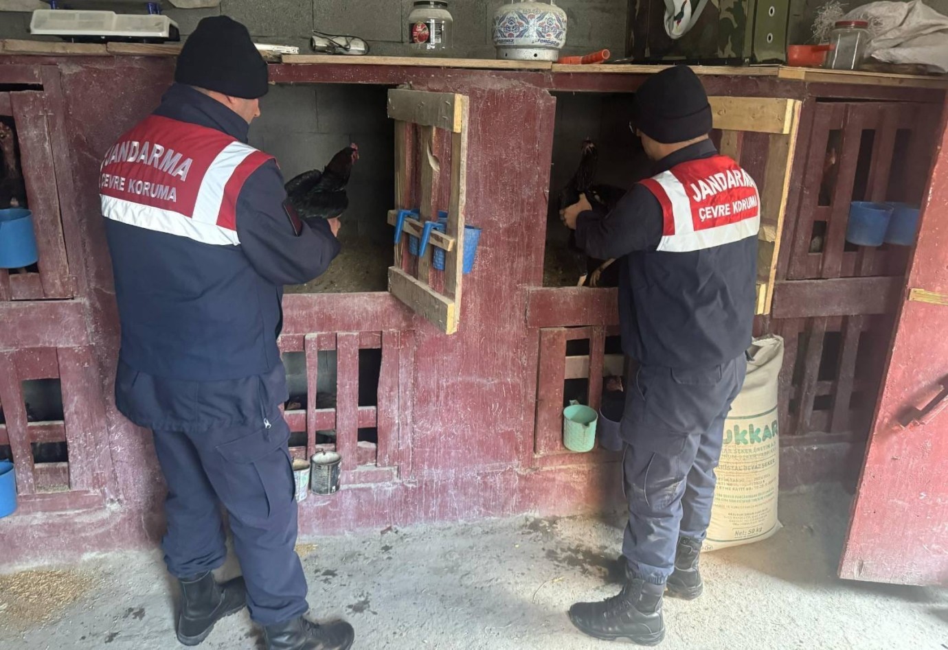 Erzurum'da horoz dövüştüren şahıslara operasyon