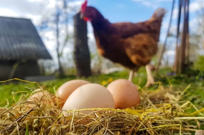 Yumurta üretimi azaldı! Tavuk eti üretimi arttı!