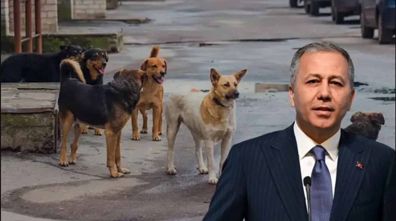Bakanlık sokak köpekleri için harekete geçti!