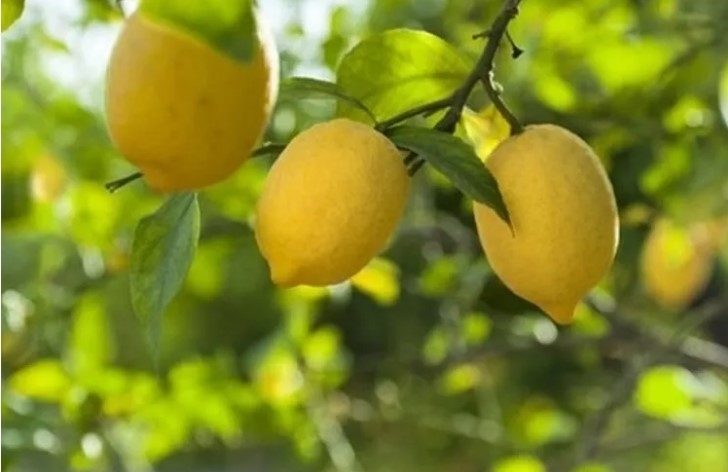 Limon İhracatına Geçici Kısıtlama Getirildi!