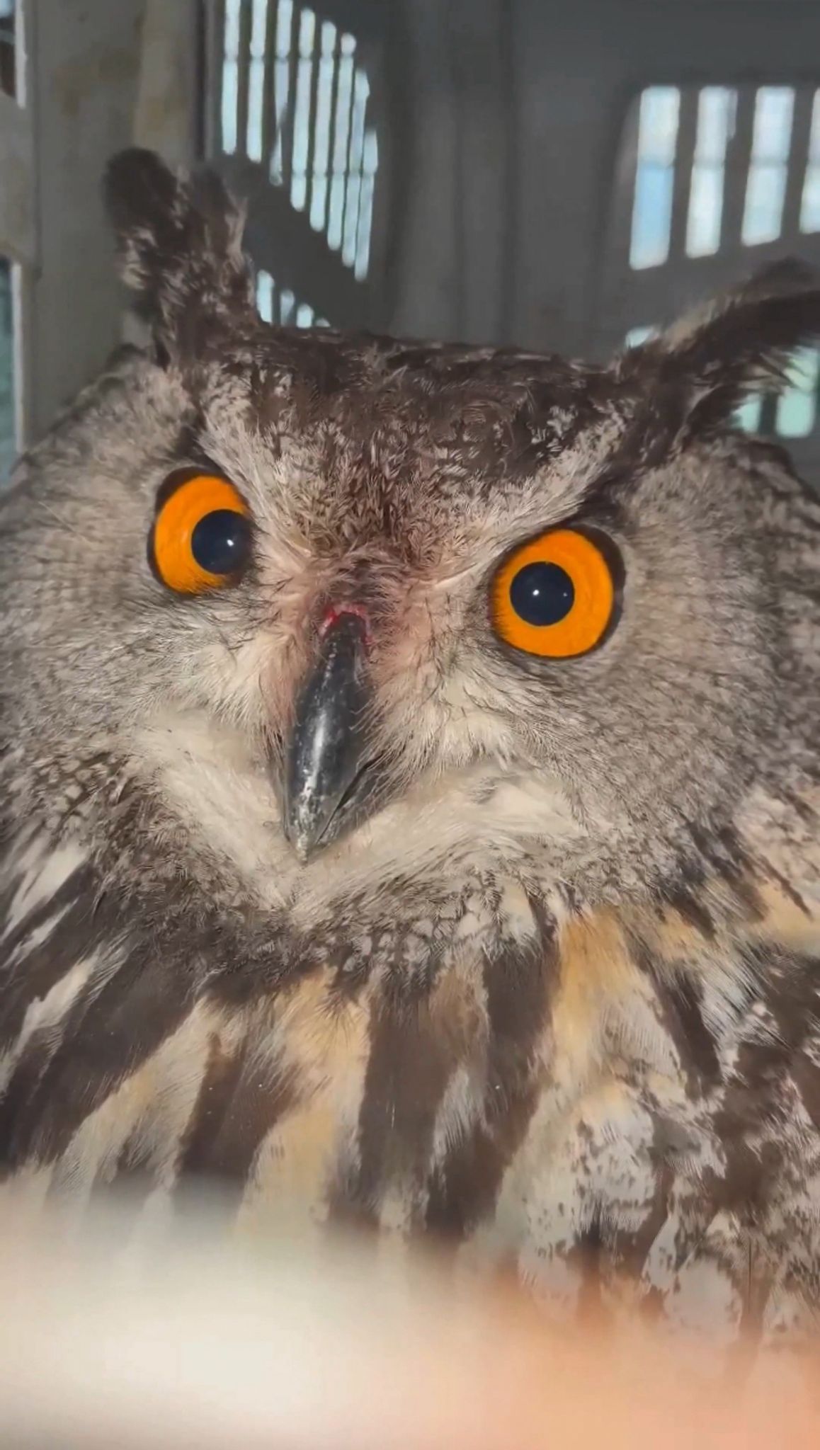 Yaralı puhu kuşuna ilk müdahale yapıldı, tedavisi sürüyor