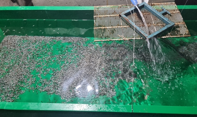 Erzurum'da yüzbinlerce balık telef oldu! İşletmeci şikayetçi...