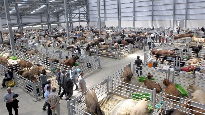 Erzurum’da hayvan sevkiyatları yeniden başlıyor