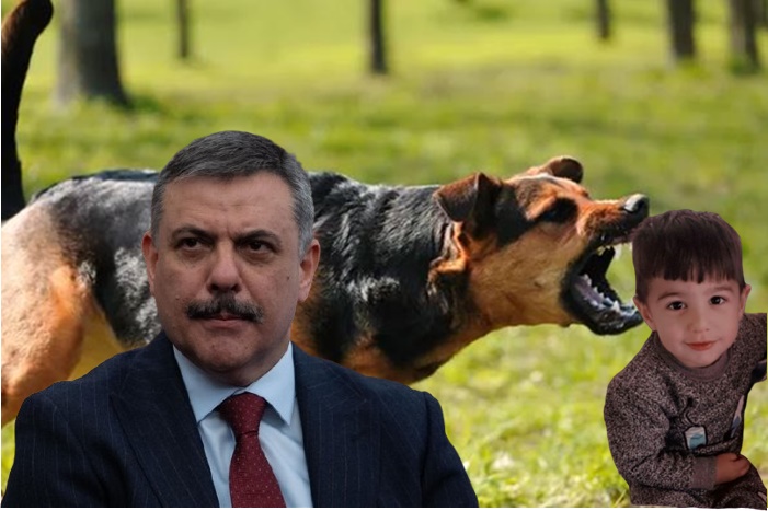 Başıboş köpekler can aldı: Bakan Çiftçi'den açıklama geldi