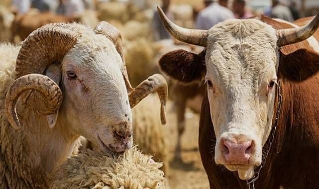 Erzurum'dan 2 bin 664 hisse kurban bağışı